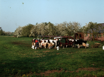 852001 Afbeelding van een boer tijdens het melken van de koeien, vermoedelijk in de omgeving van Hei- en Boeicop, met ...